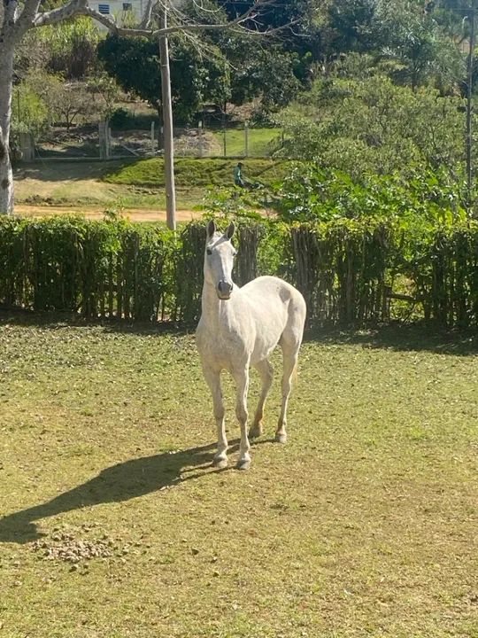 Egua mangalarga   - Foto 6