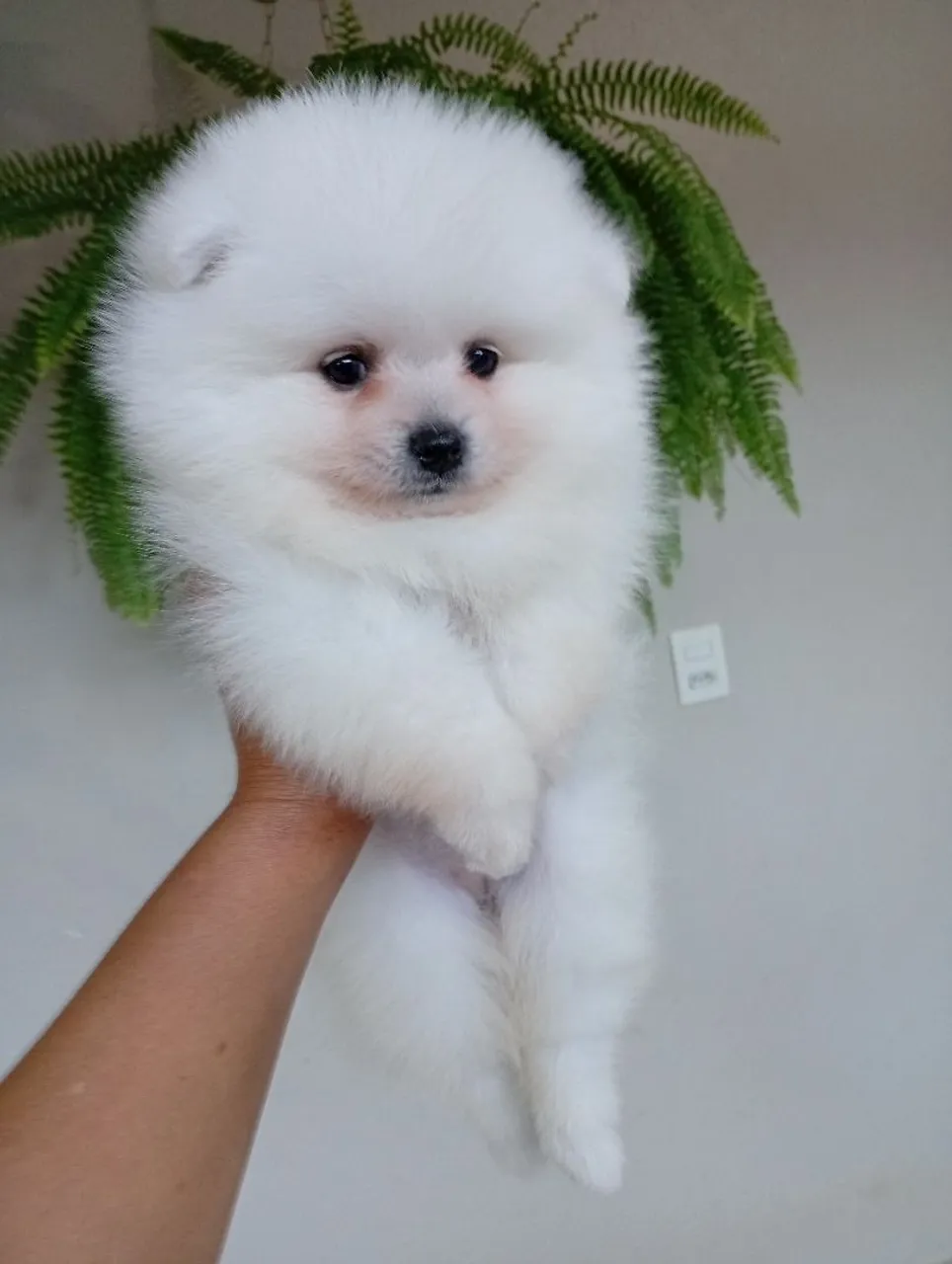 Filhote fêmea de Spitz alemão