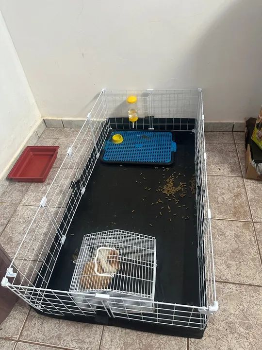 Porquinho da Índia - Fofo e Brincalhão - Foto 3