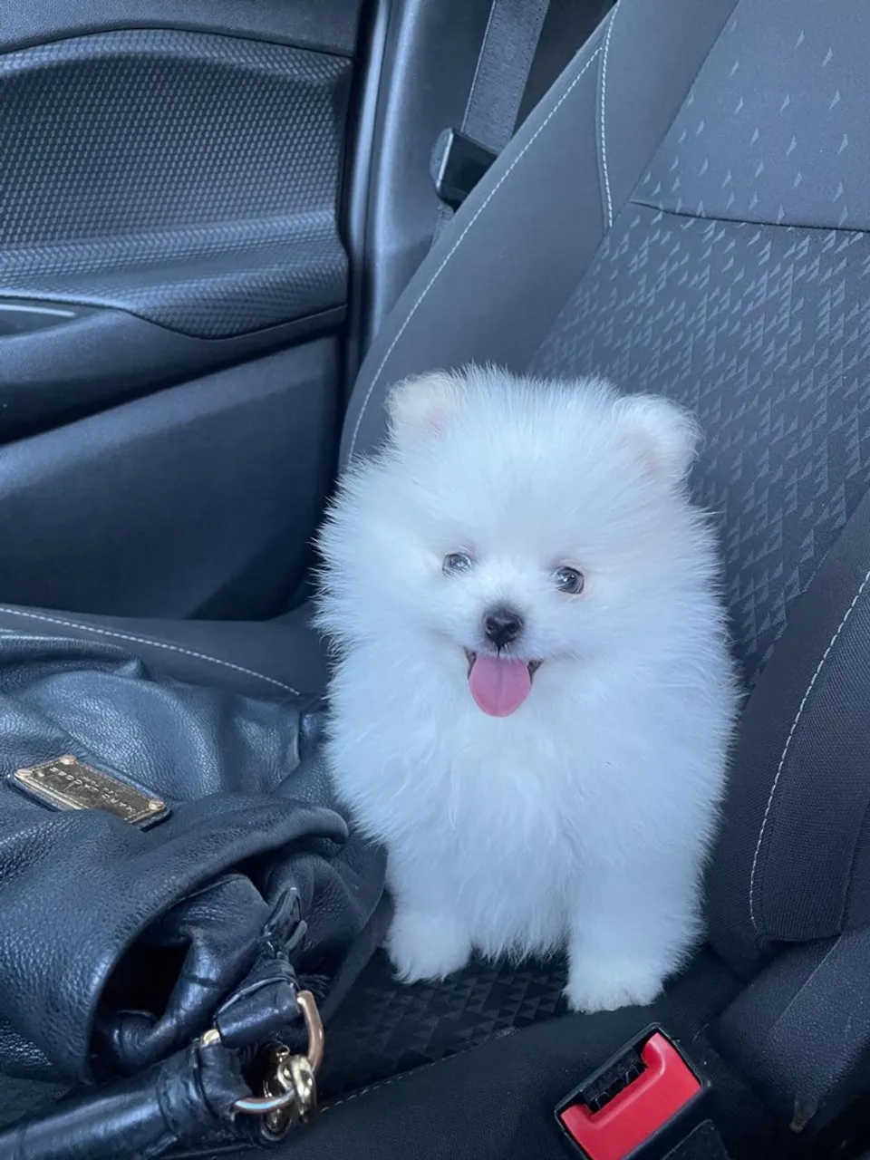 Spitz alemão filhote - Lulu da pomerania anão