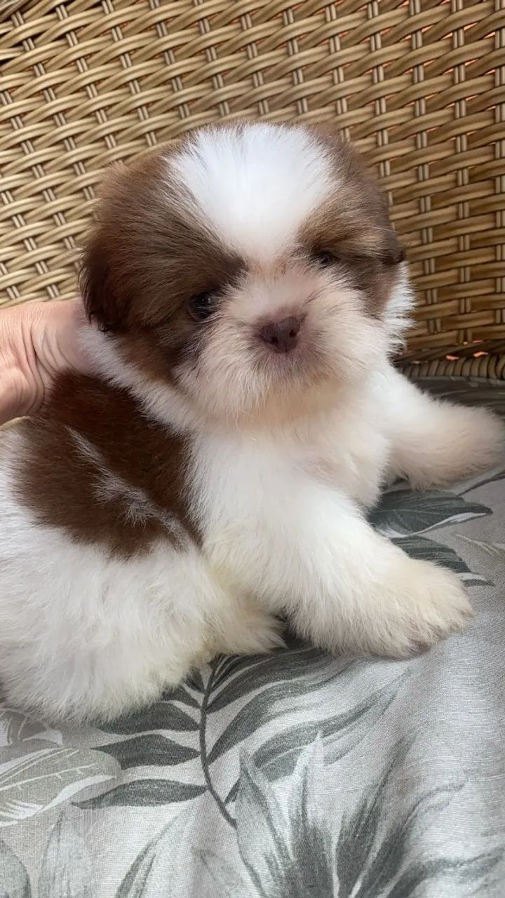 Lhasa Apso Bolinhas de Pelo Cheias de Amor