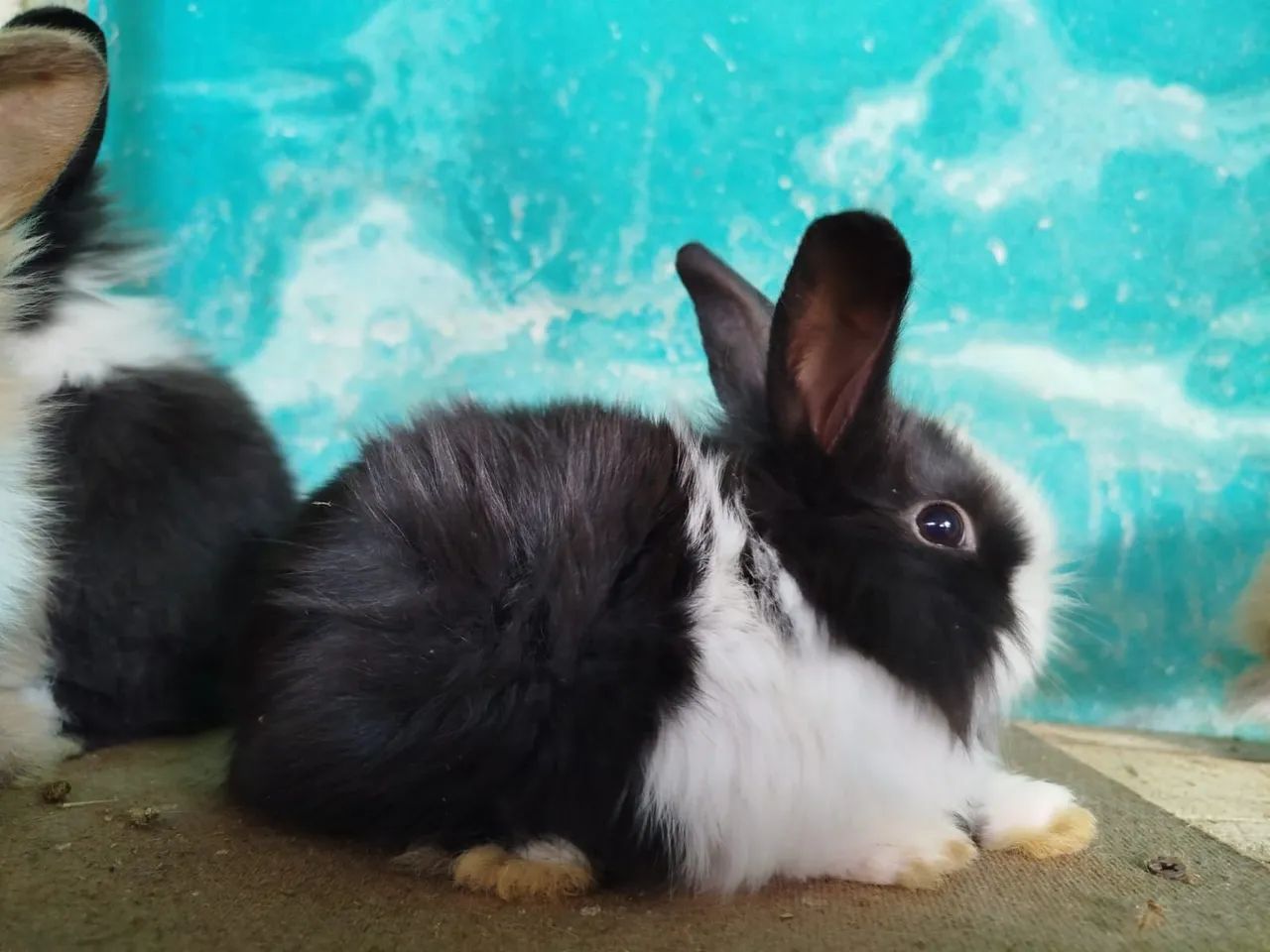 Coelhos Filhotes Raça Lionheart - Foto 5