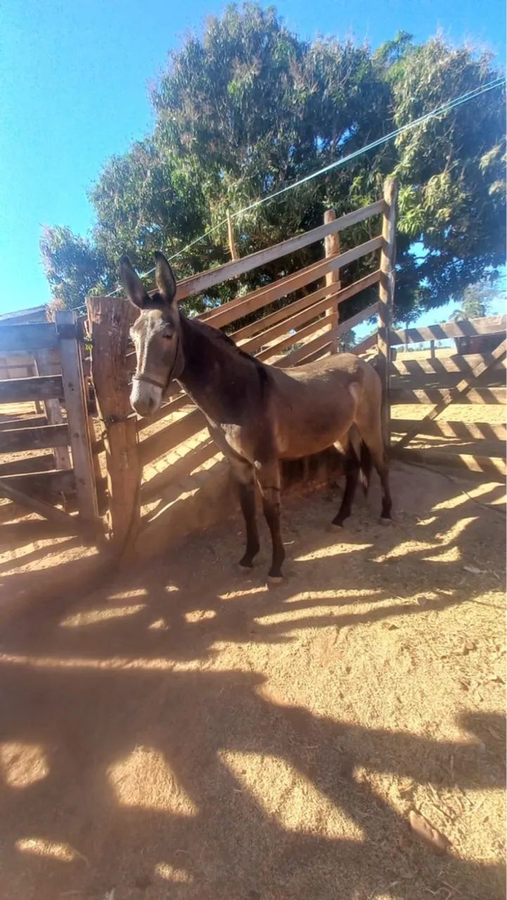 Burro marchador  - Foto 2