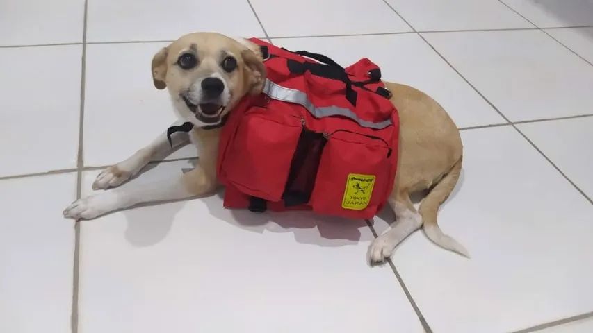 Mochila Dorsal para Adestramento de Cães PORTE GRANDE - Treinamento