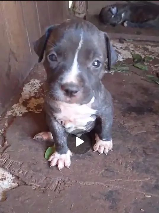 Vende-se filhotes de Pit Bull 