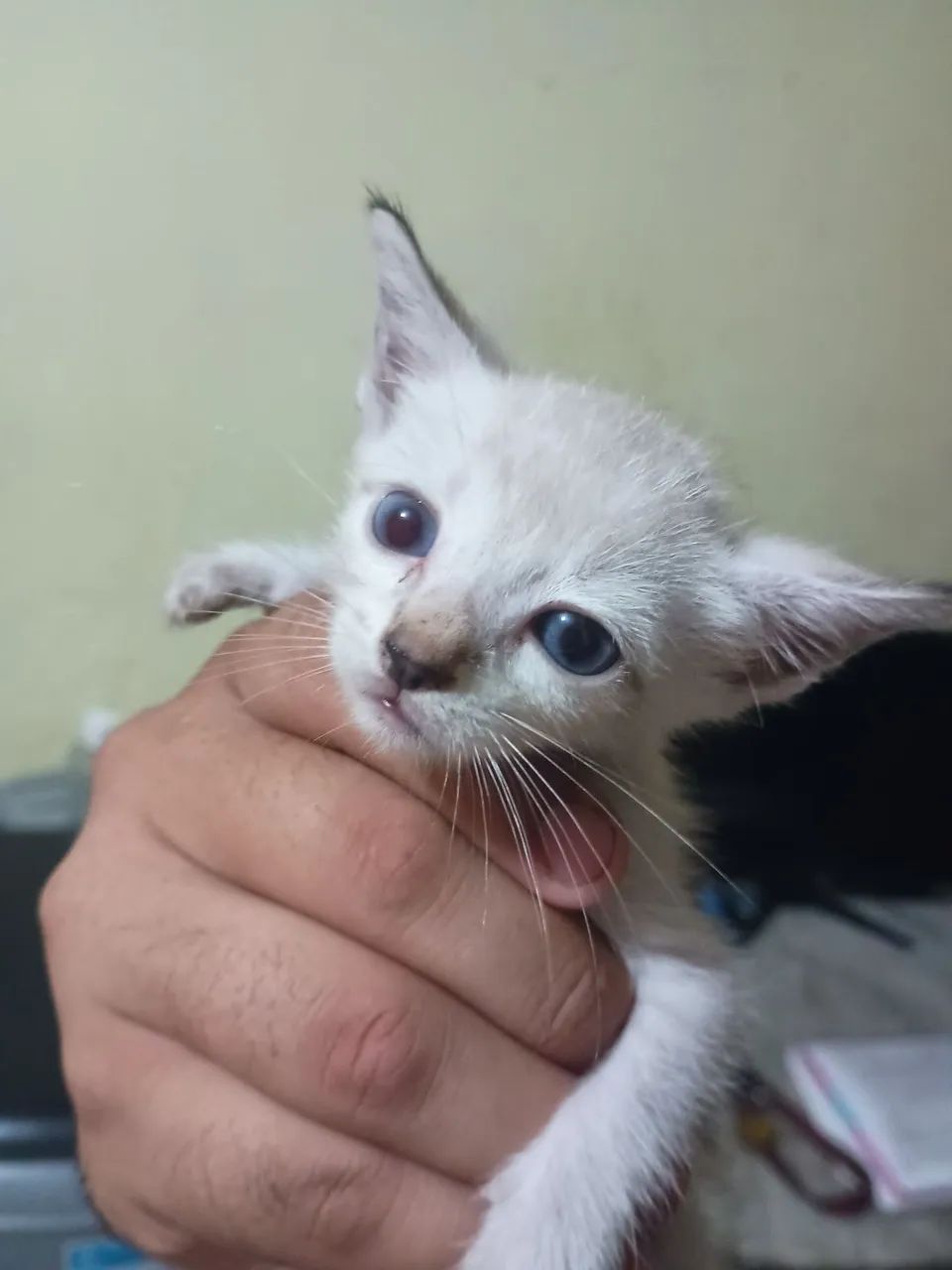 Gatinho Branco Fofo para Adoção - Foto 2