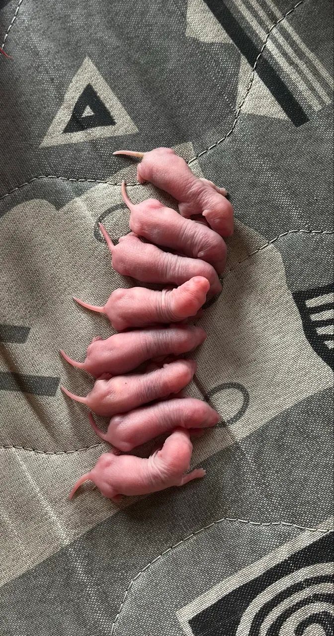 rato twister laboratório  - Foto 3