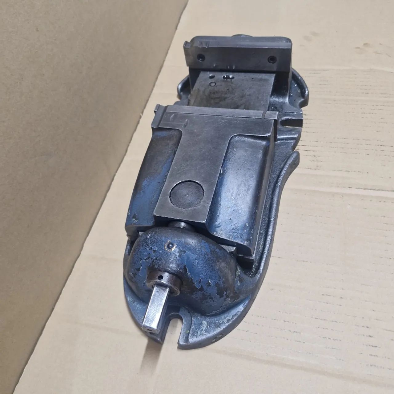 Morsa adriática  - Foto 4