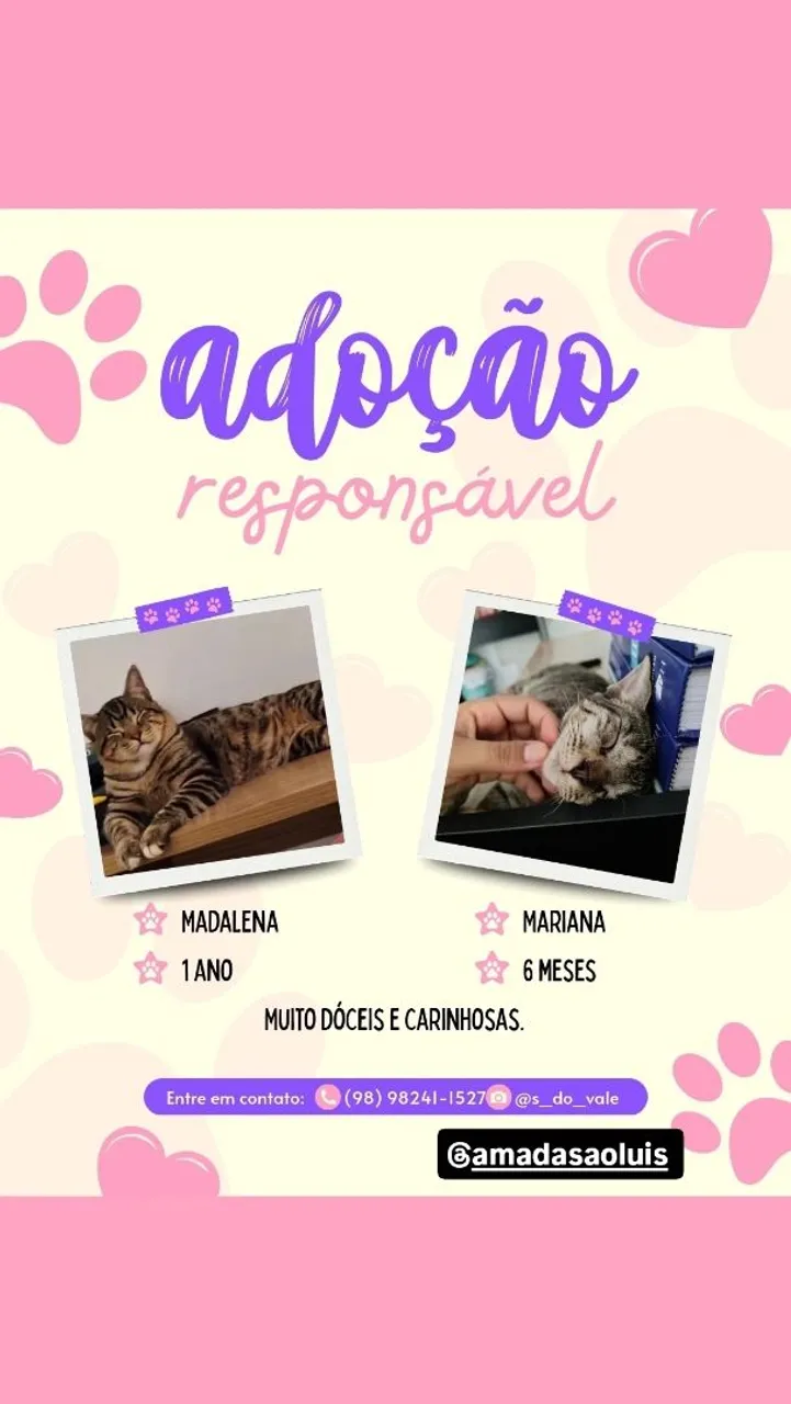 Gatinhas Madalena e Mariana para Adoção Responsável