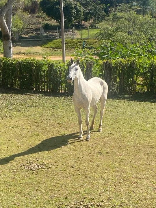 Egua mangalarga   - Foto 3