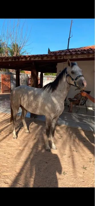 Égua Quarto de Milha / Domada  - Foto 5