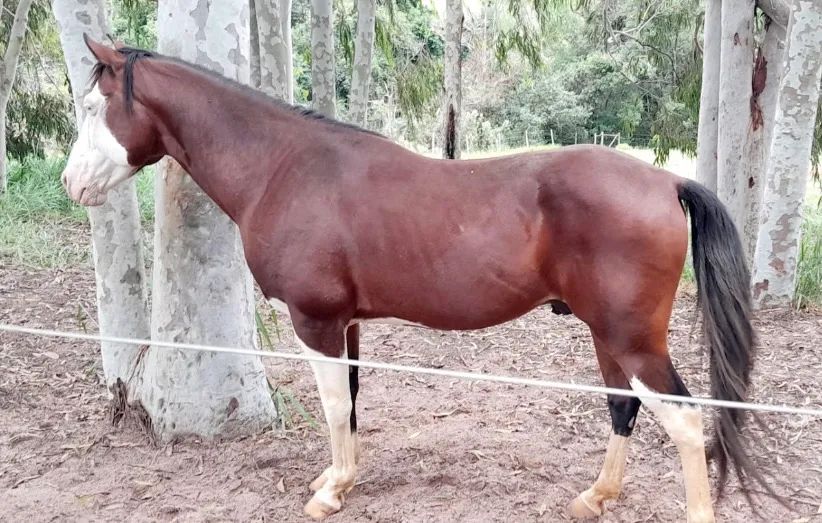 Quarto de Milha com Paint Horse Homozigoto - Foto 3