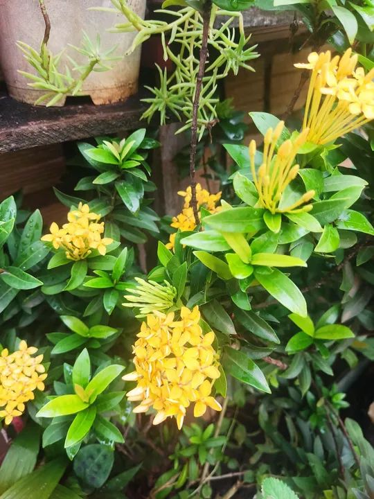 Plantas  - Foto 3