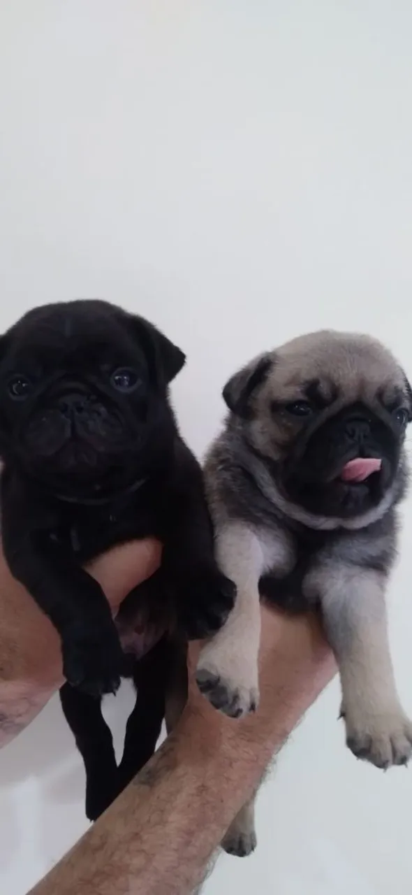 Filhotes de Pug machos.