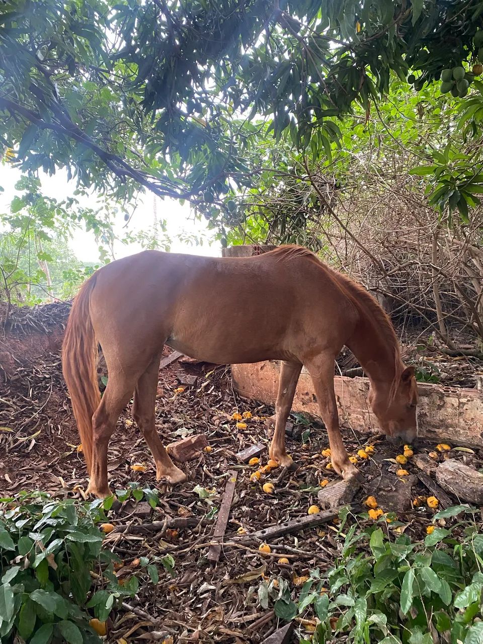 VENDO 2 ÉGUAS  - Foto 3