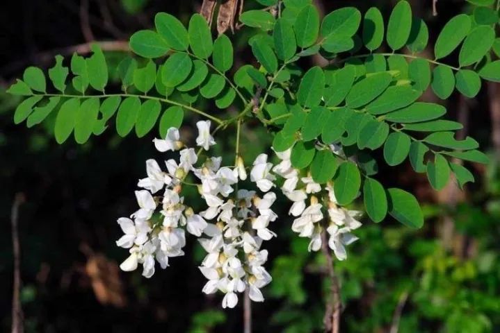 Moringa Oleifera (vendo mudas) - Foto 4
