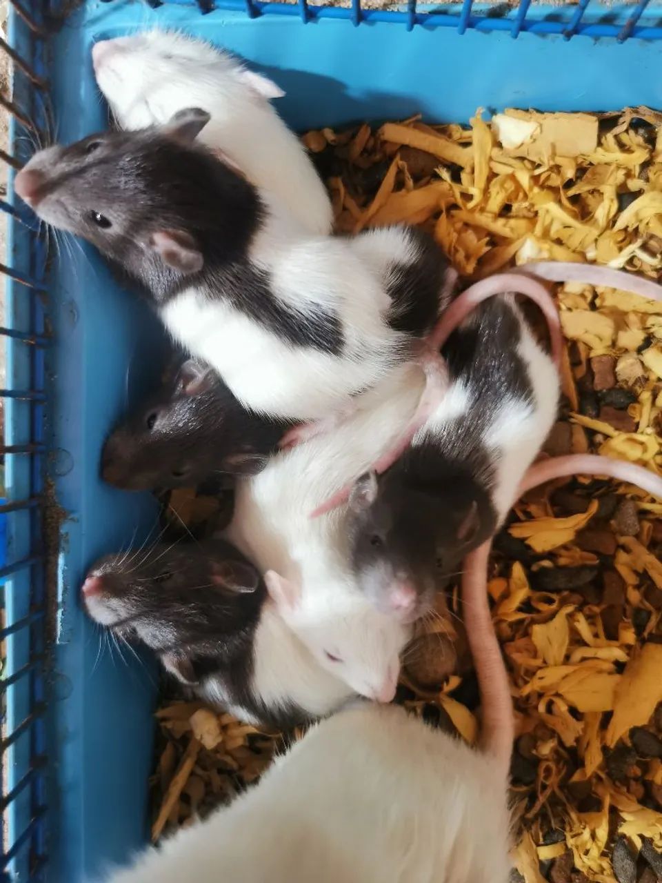 Filhotes de ratos twister dumbo - Foto 3