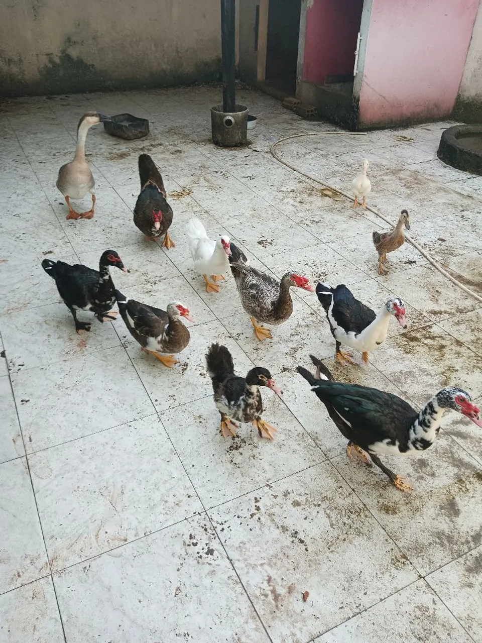 Grupo de patos e ganso