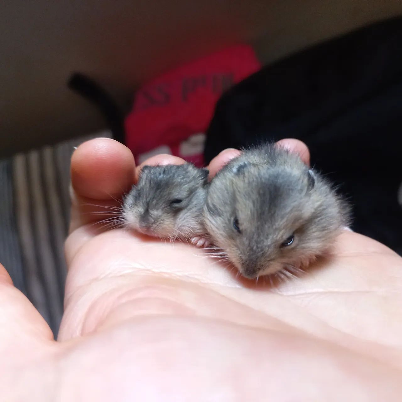 Filhote de hamster super fofo - Foto 2