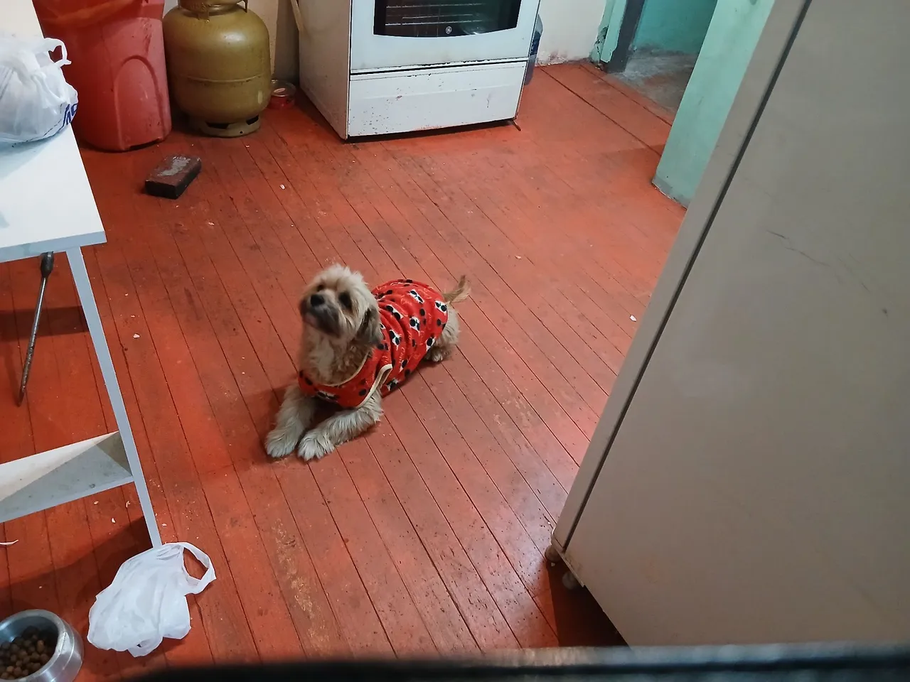 Shih Tzu Adorável para adoção