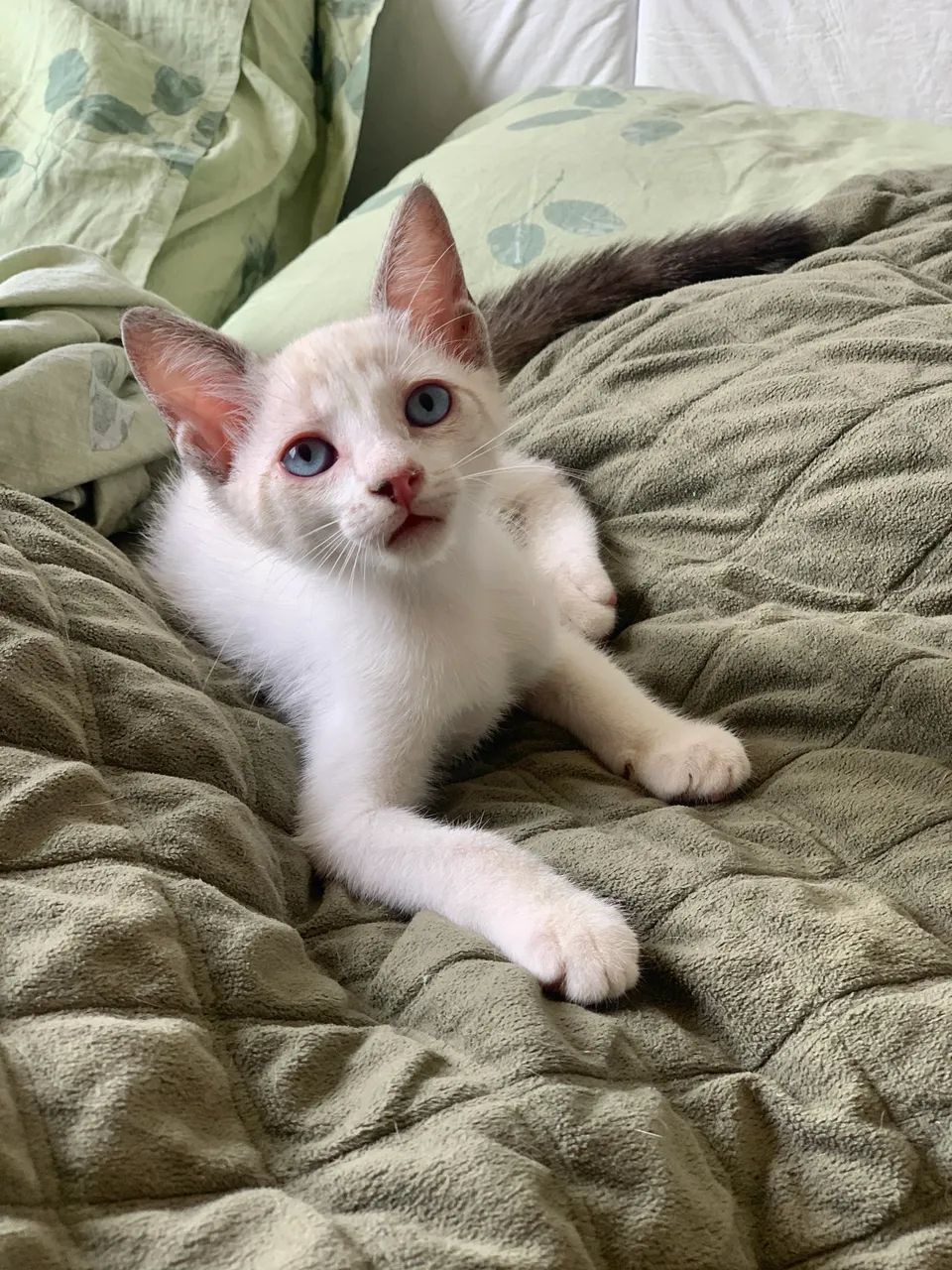 Adoção gatos filhotes - Foto 3