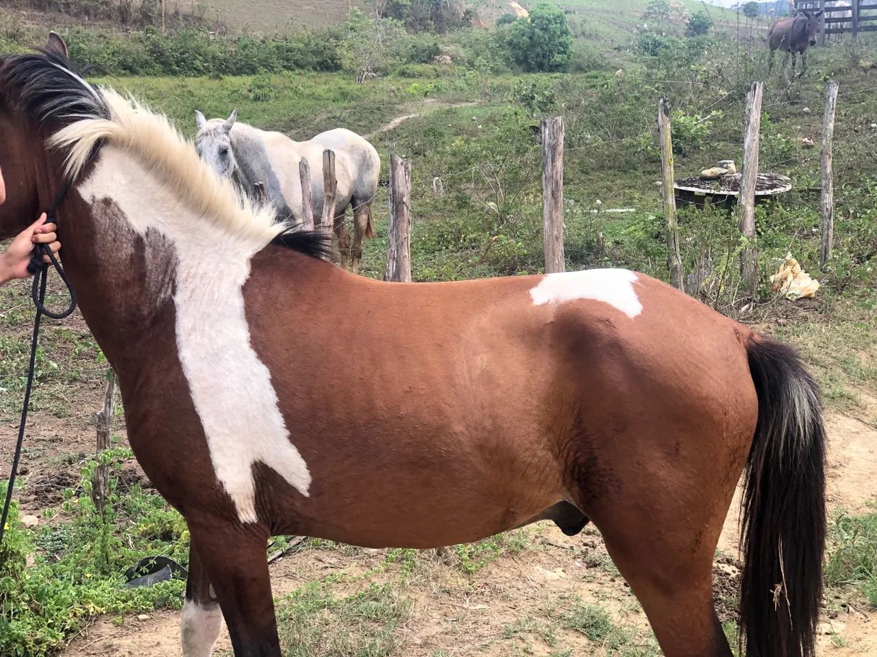 Potro mestiço com manga larga 