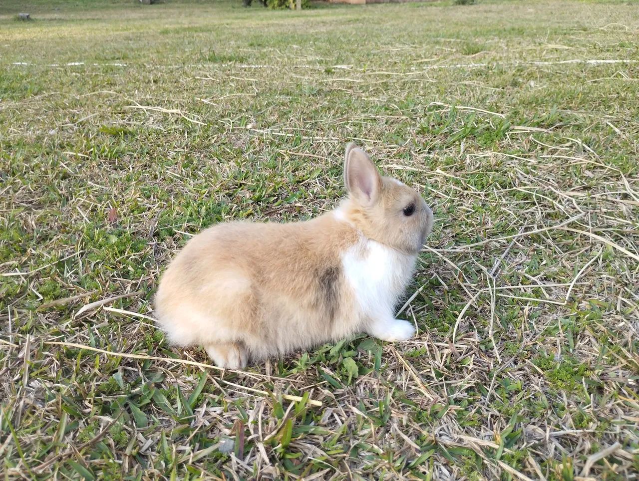 Coelhos Netherland e mini Lop - Foto 3