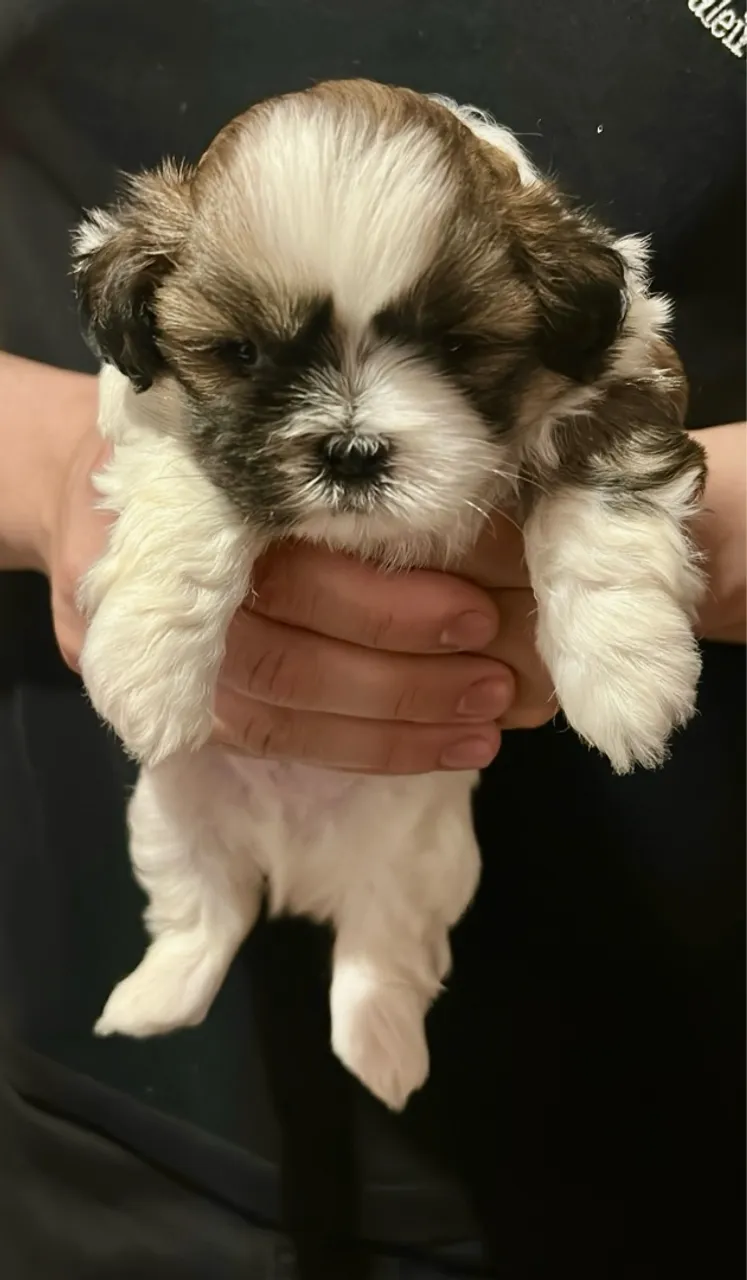 Filhote Shih Tzu