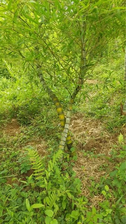 Bambus mosso grande  - Foto 6