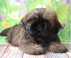 Shih-Tzu Macho Solid Black: O Charme de um Filhote Único!