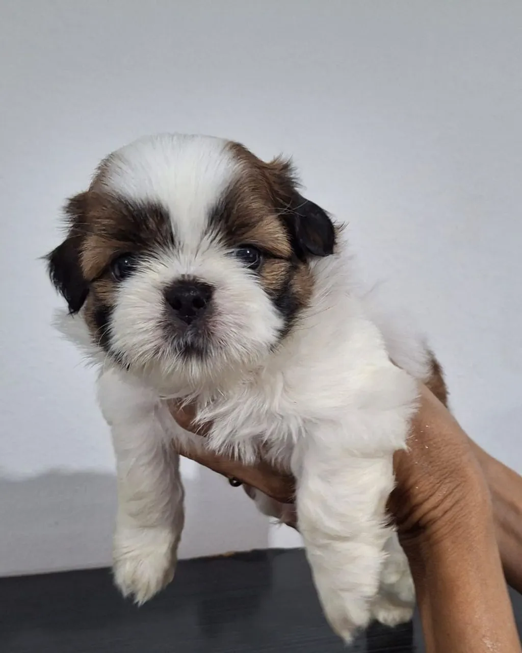 Filhote Shih Tzu raça pura Macho disponível