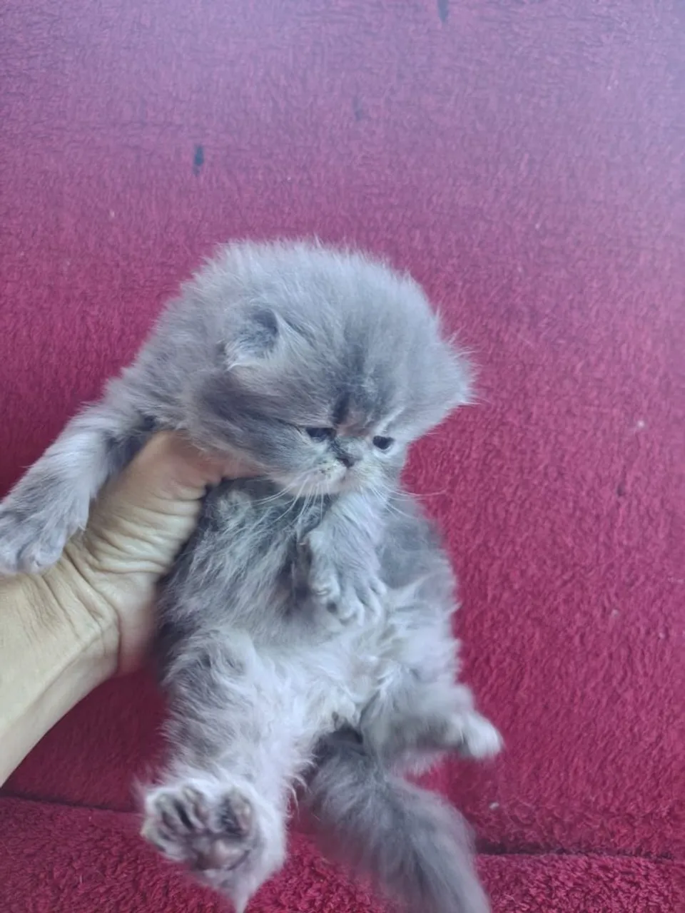 Filhote de Gato Persa Joinville,-entregamos