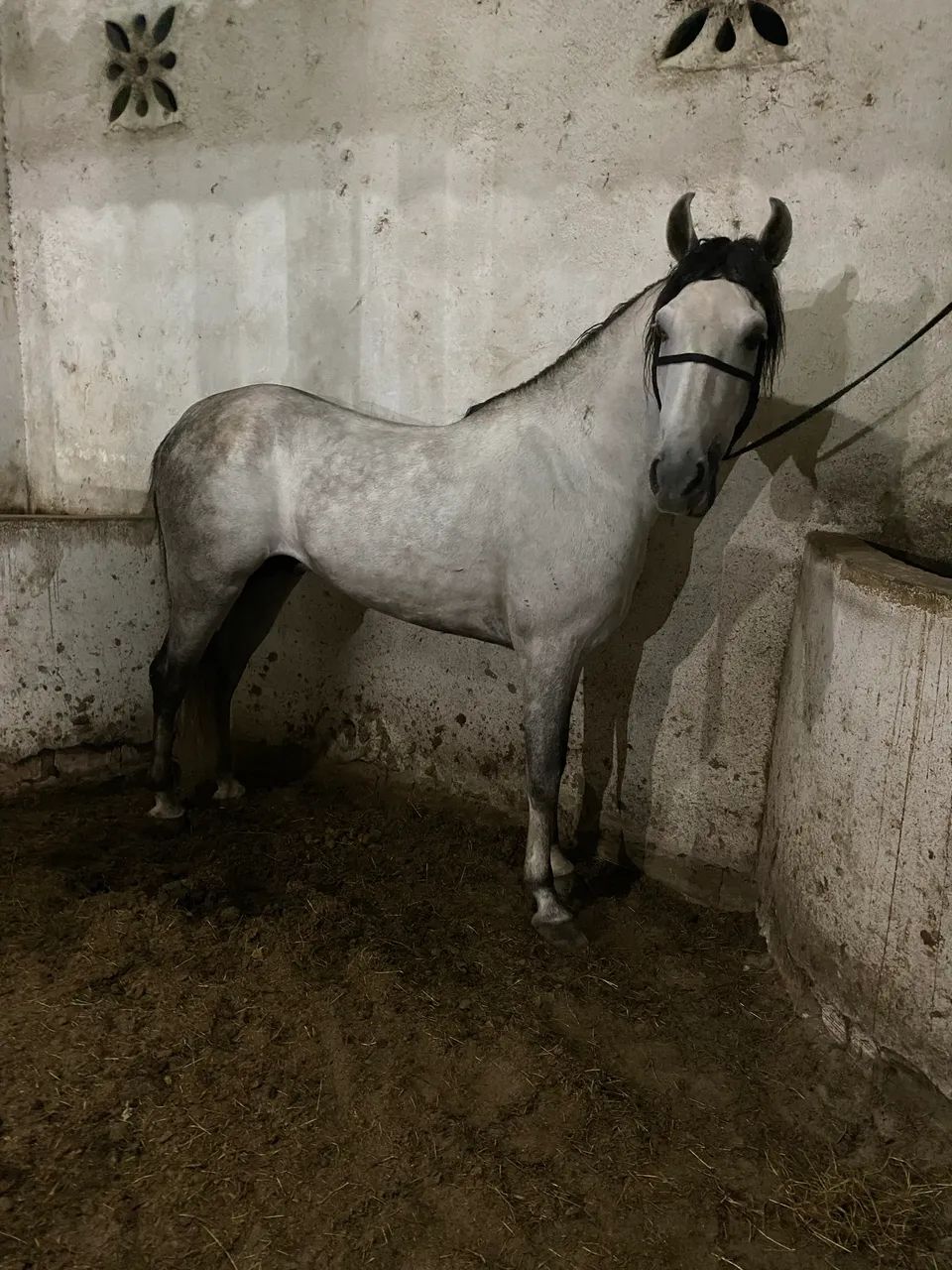 Cavalo MM - Foto 2