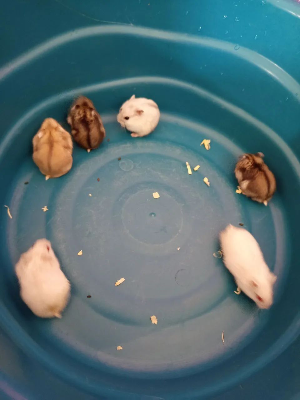 Hamster anão russo filhote  - Foto 5