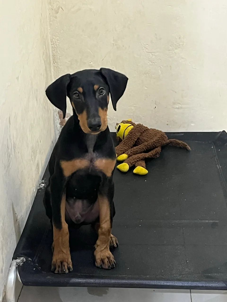 Month Month Old Doberman Doberman Pinscher Puppies For Sale In