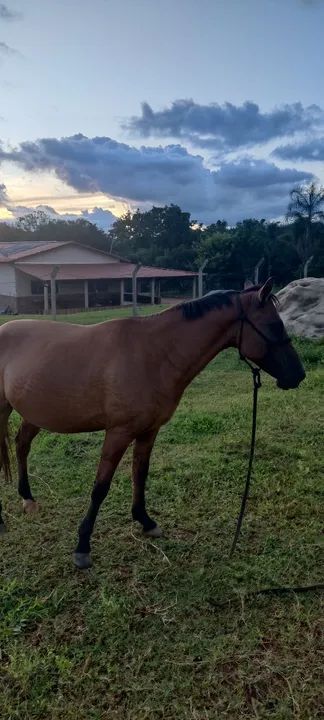 Égua pra criança  - Foto 4