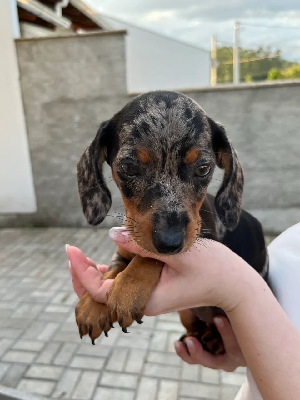 Dachshund Salsicha cofap  - Foto 2