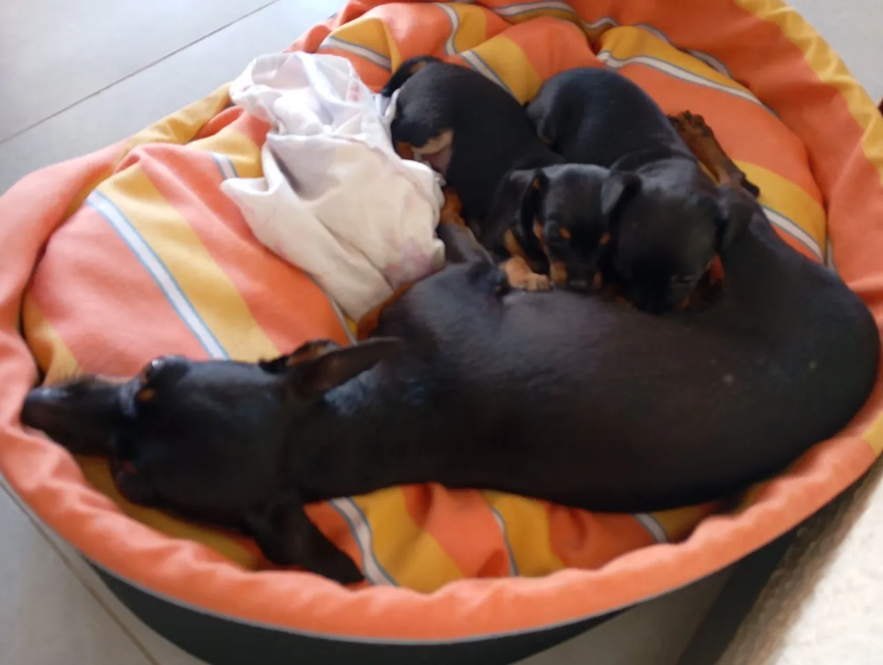Filhotes de Pinscher para venda