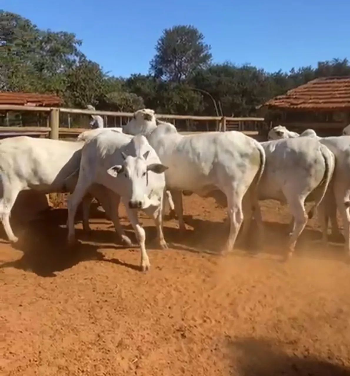 Vacas Nelore prenhes !! - Foto 2