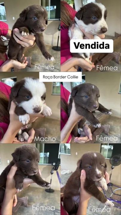 Filhotes Border Collie