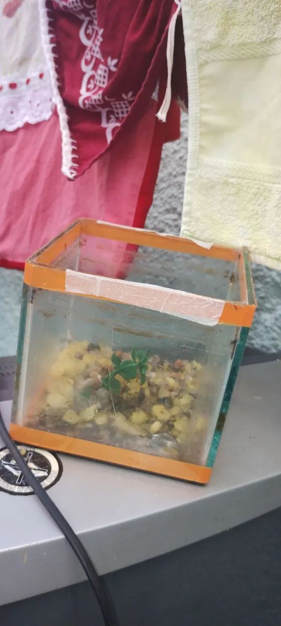 Aquários são 4 para betas  - Foto 3