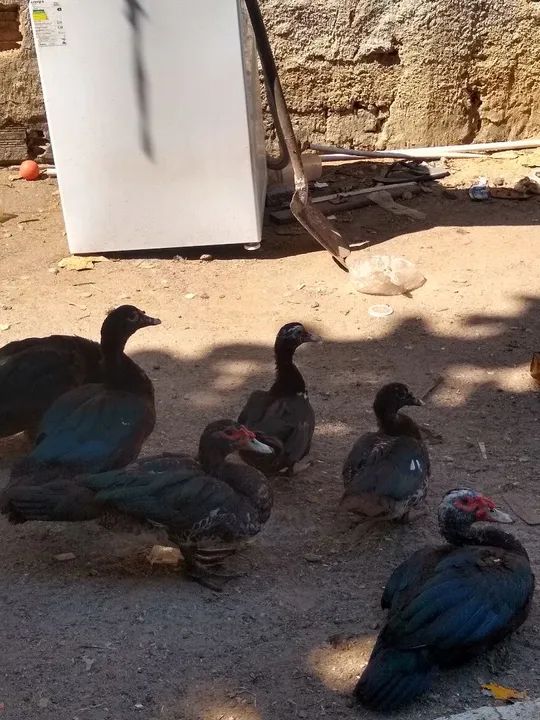 Patos  novos sete meses - Foto 2