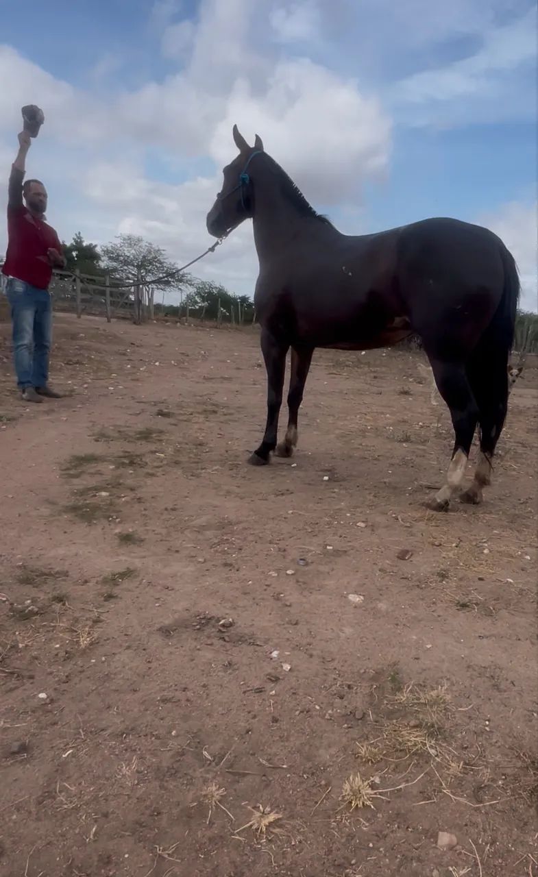 Égua mangalarga luxo de cela à venda - Foto 3