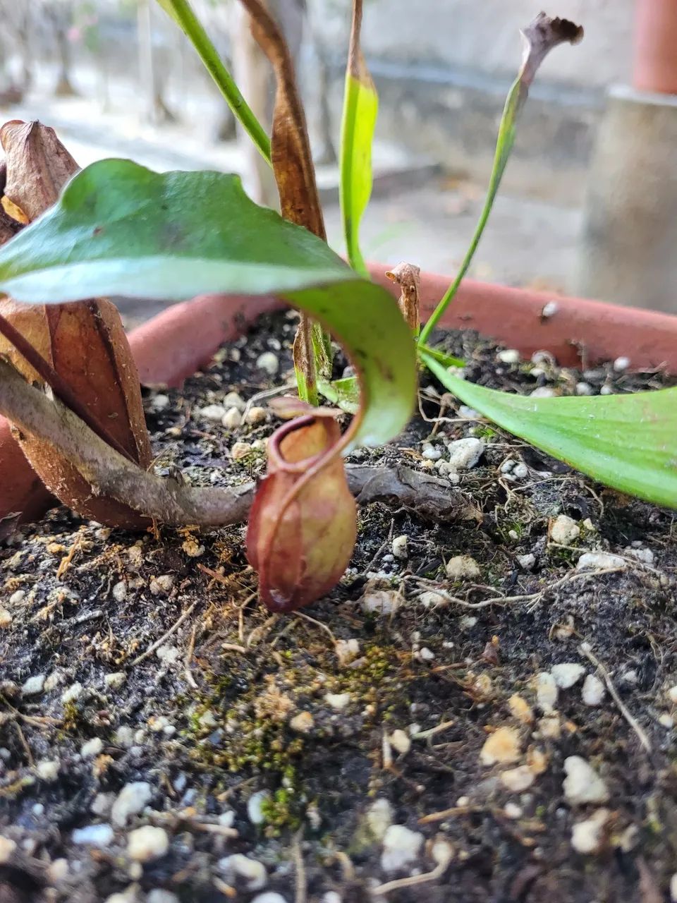 Carnivora (nepenthes)