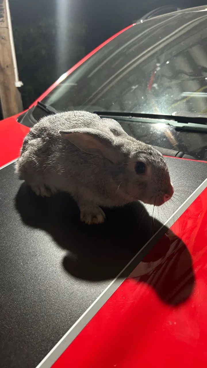 Vendo coelhos adultos  - Foto 4