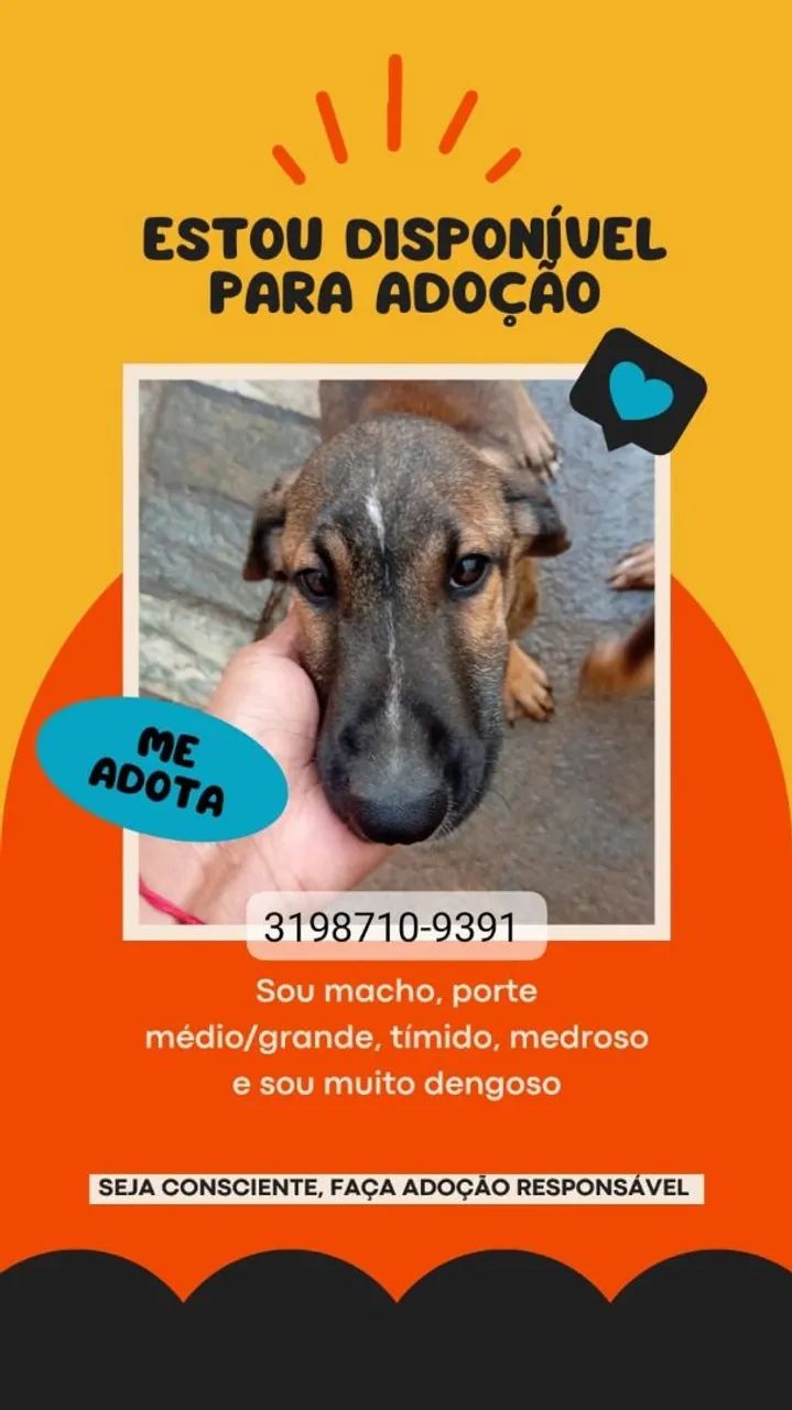 Adoção responsável de Cães  - Foto 3