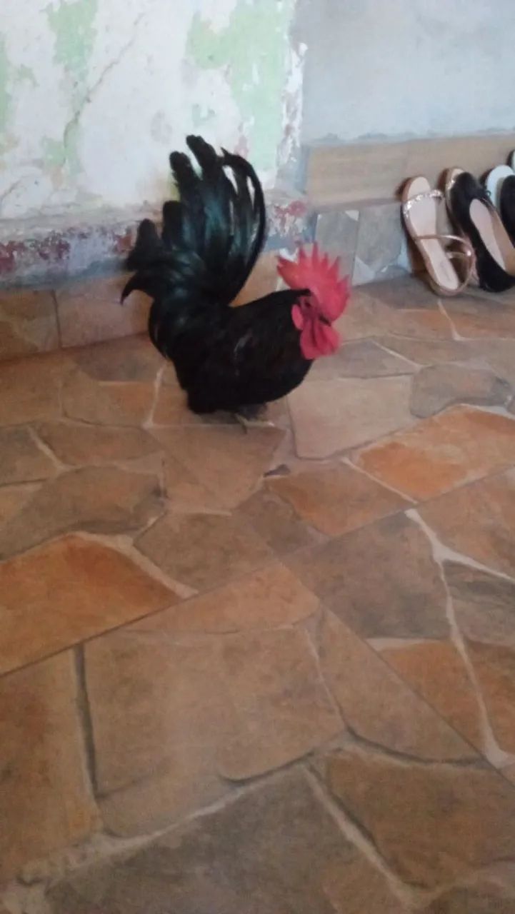 Vendo um galo e uma galinha da raça nakasaki 