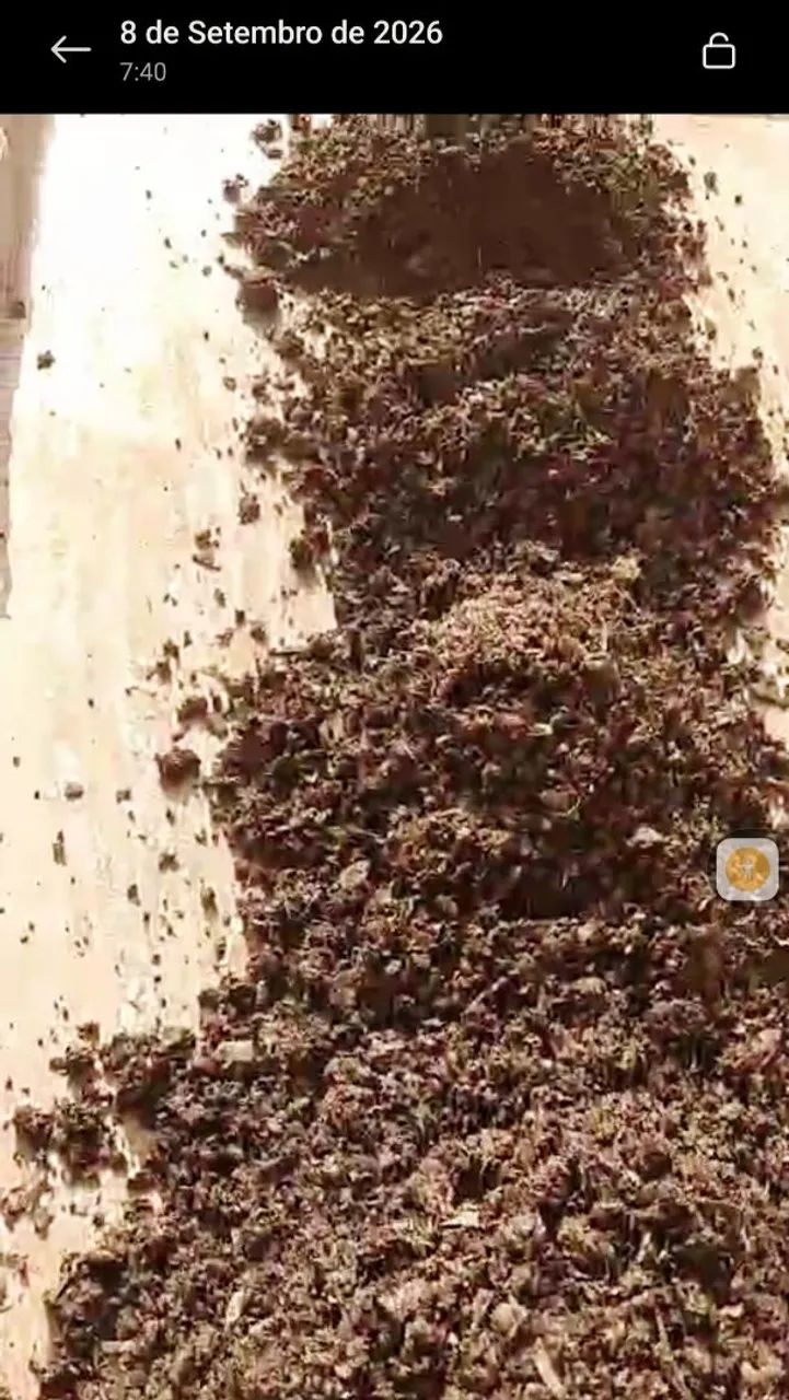 ADUBO ORGANICO (ESTERCO CODORNA) - Foto 5