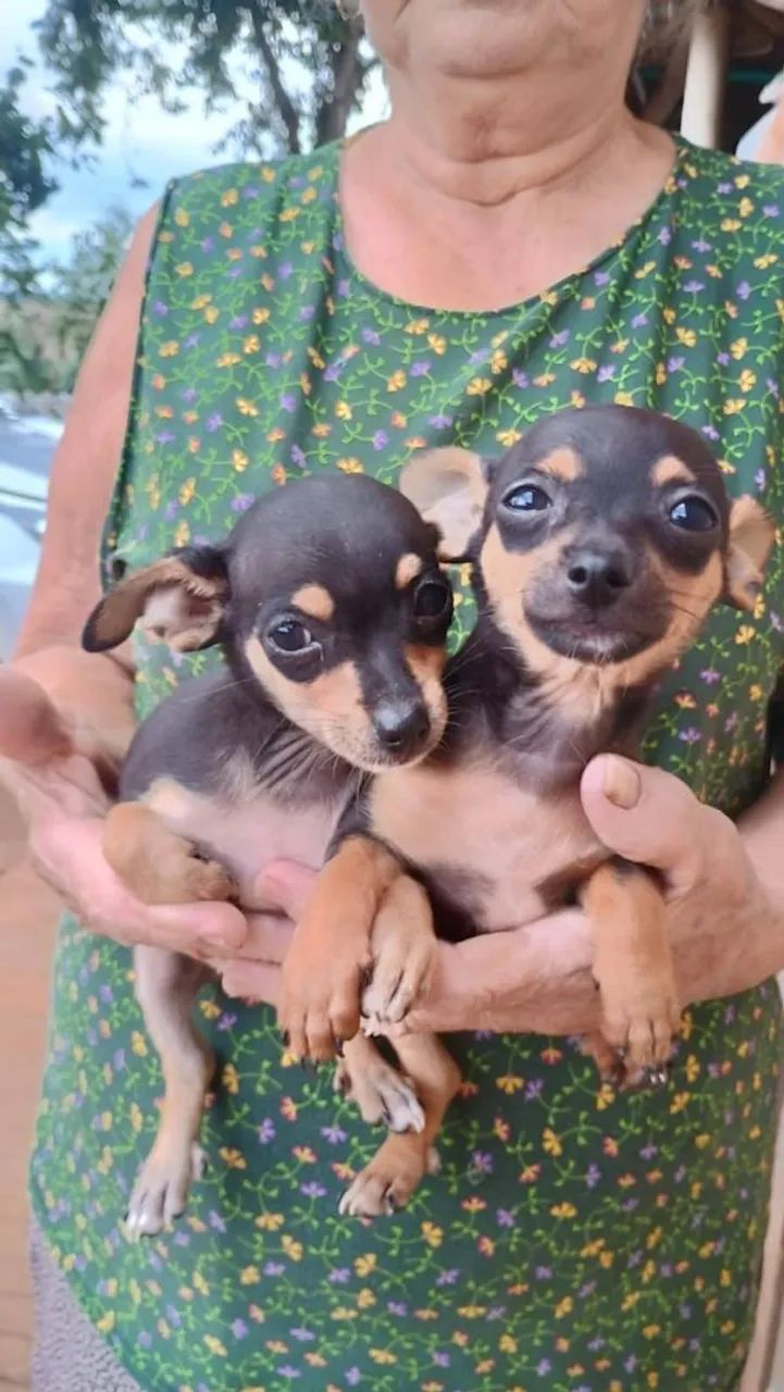 Pinscher 