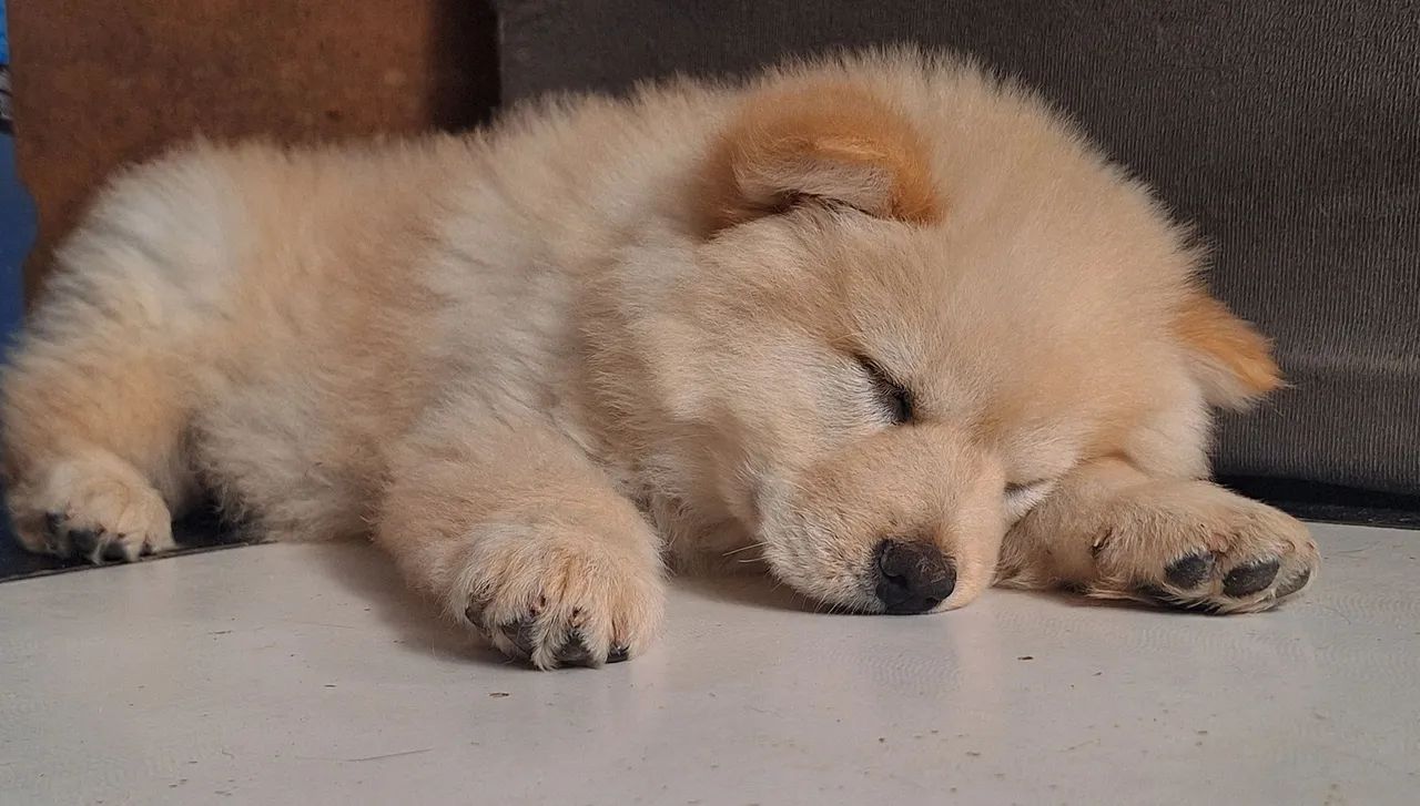 Chow Chow - Foto 2